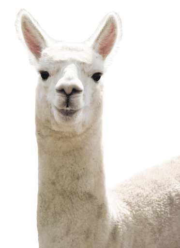 Alpaka