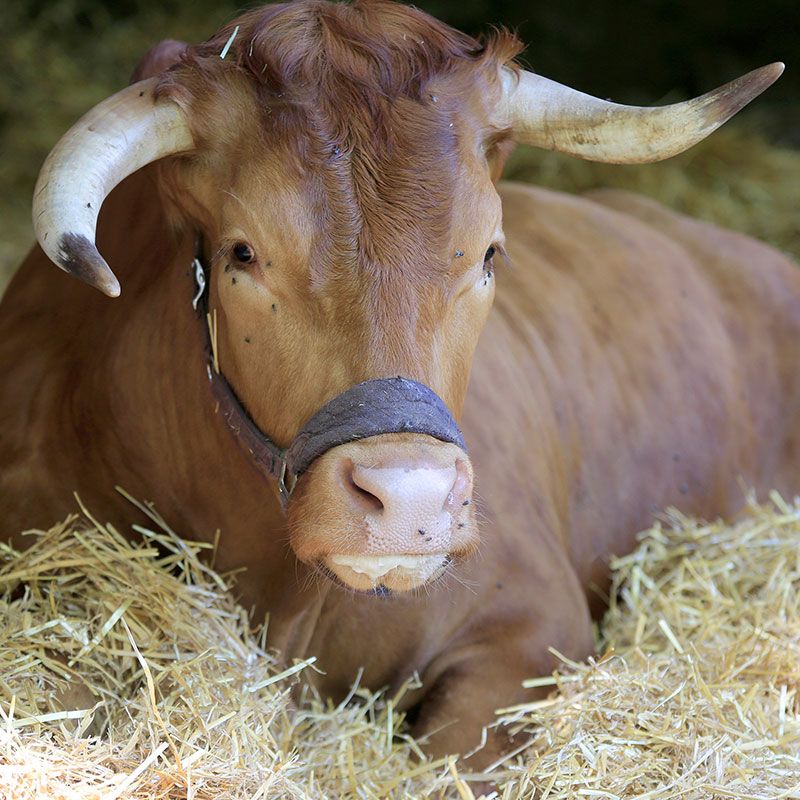 Limpurger Rind mit großen Hörnern liegt im Stroh