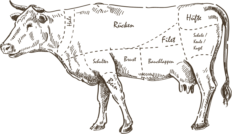 Rind Fleischkunde- Teilstücke grafisch hervorgehoben