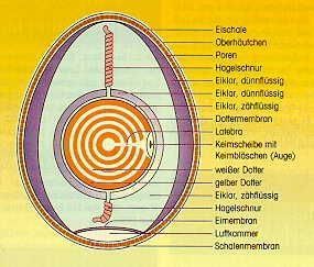 Bio-Eier regional im Hofladen kaufen | über das Ei